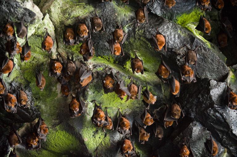 Centinaia di pipistrelli in una caverna nell'isola di Bioko, nella Guinea Equatoriale. Le colonie possono raggiungere anche popolamenti di 500,000 individui.