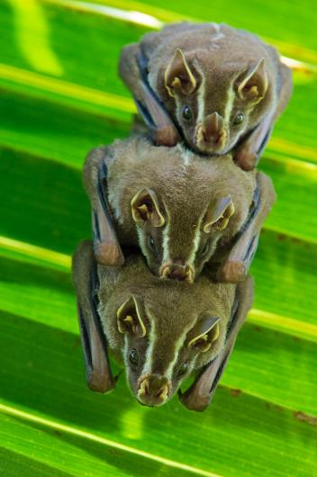 Vampyressa nymphaea è un pipistrello delle foreste che si estendono dal Nicaragua all'Ecuador, tendono spesso a formare colonie composte da un maschio e diverse femmine. Fonte: National Geographic