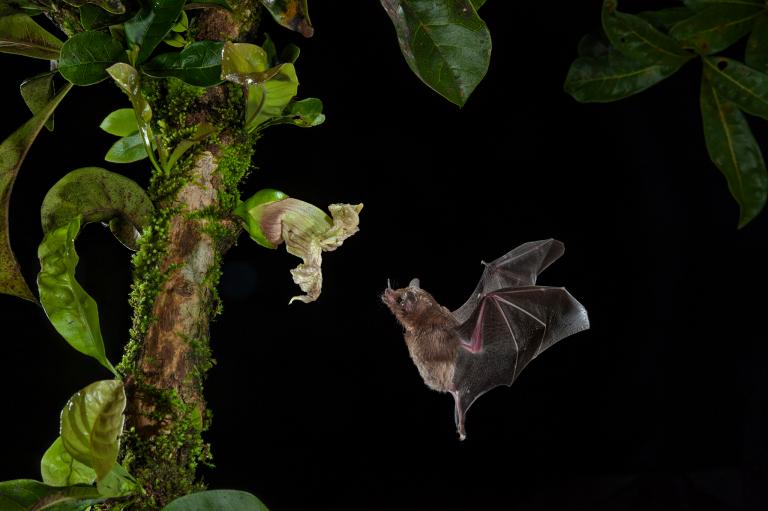 Un pipistrello si avvicina a un fiore per nutrirsi di nettare, alcune specie sopravvivono grazie al lavoro di impollinazione svolto dai chirotteri. Fonte:http://news.nationalgeographic.com