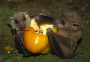 Pipistrelli-fruttivori