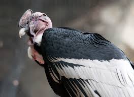 vultur gryphus male.jpg